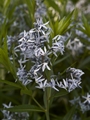 Amsonia tabernaemontana Amsonia nadreńska